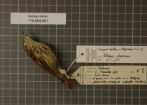 Miller's Woodcreeper