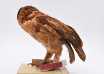 Minahassa Masked Owl