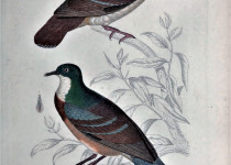 Mindanao bleeding-heart