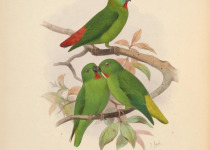 Mindanao Lorikeet