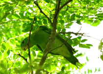 Mindanao racket-tail