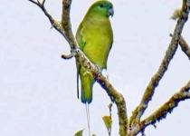 Mindanao racket-tail