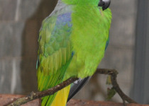 Mindanao Racquet-tail