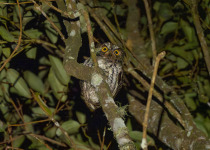 Mindanao Scops Owl