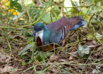 Mindoro Bleeding-heart