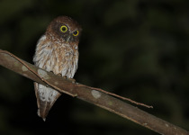 Mindoro Hawk-Owl