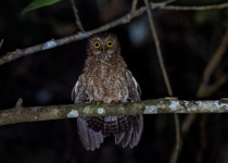 Mindoro Hawk-Owl