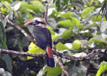 Mindoro Hornbill