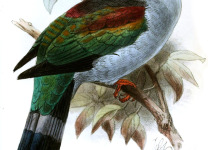 Mindoro Imperial Pigeon