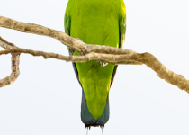 Mindoro Racquet-tail