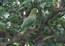 Mindoro Racquet-tail