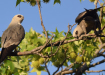 Mississippi Kite