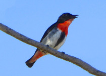 Mistletoebird