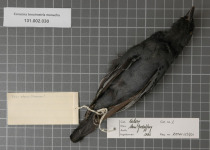 Moluccan Cuckooshrike