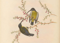 Moluccan Dwarf Kingfisher