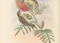 Moluccan Friarbird