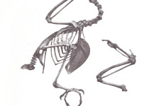 Moluccan King Parrot