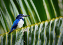 Moluccan kingfisher
