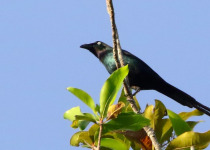 Moluccan Starling