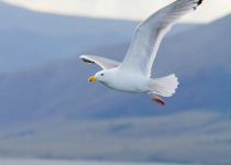Mongolian Gull