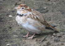 Mongolian Lark