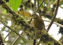 Montane Foliage-gleaner