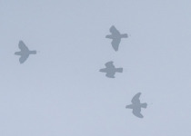 Montane Racquet-tail