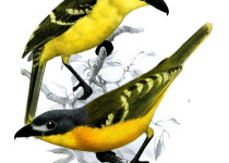 Monteiro's Bushshrike
