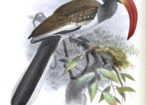 Monteiro's Hornbill