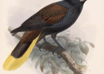 Montezuma Oropendola