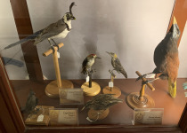 Montezuma Oropendola