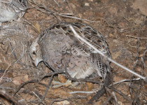 Montezuma Quail
