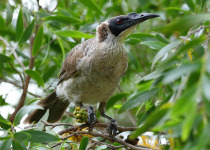 Mottle-breasted Honeyeater