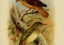 Mottle-cheeked Tyrannulet