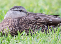 Mottled Duck