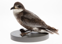 Mottled Petrel