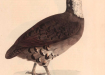 Mountain Bamboo Partridge