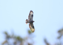 Mountain Buzzard