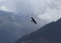 Mountain Caracara