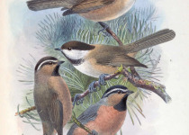 Mountain Chickadee