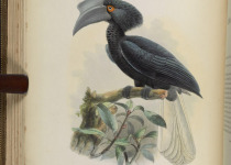 Mountain Pied Hornbill