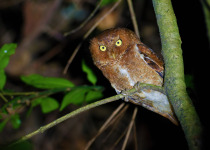 Mountain Scops Owl