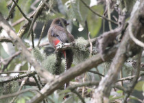 Mountain Trogon