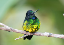 Mountain Velvetbreast