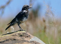 Mountain Wheatear