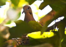Mourning Dove
