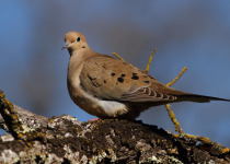 Mourning Dove