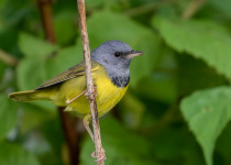 Mourning Warbler