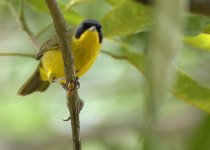 Mourning Warbler