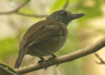 Mouse-colored Antshrike